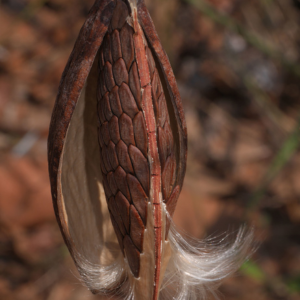 Canoinha - { Marsdenia megalantha }